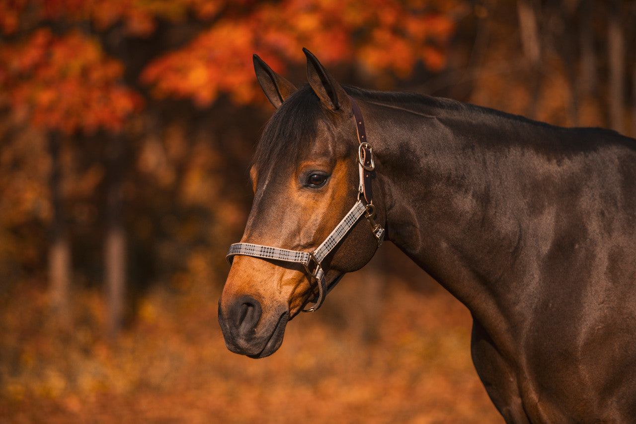 5/A Baker® Breakaway Halter