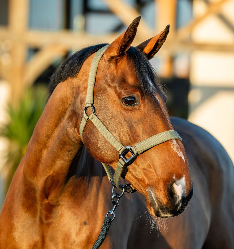 Horseware Amigo Headcollar & Leadrope Set