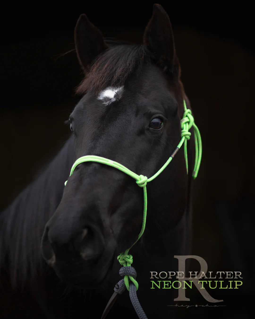 HayChix Redemption Rope Halters