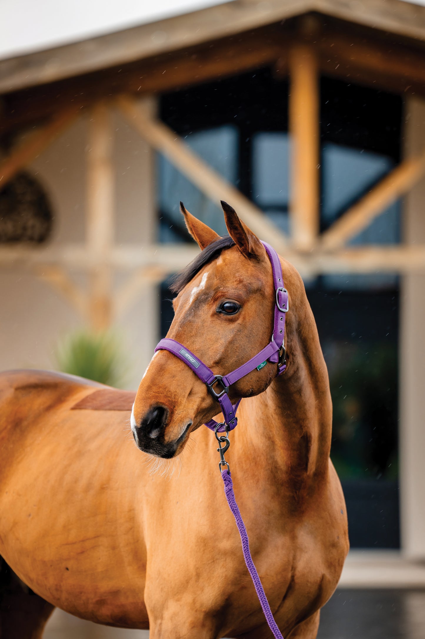 Horseware Amigo Headcollar & Leadrope Set